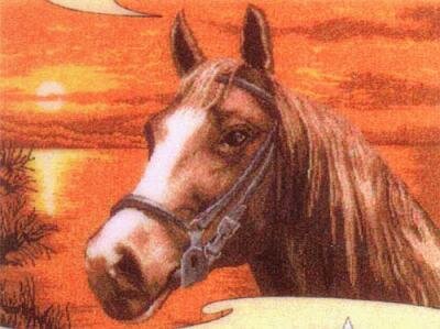 Sunset Horse Portrait